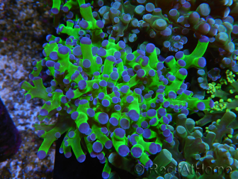 WYSIWYG Euphyllia paradivisa Green/Blue Tips (Elevage Recifathome) 23A2