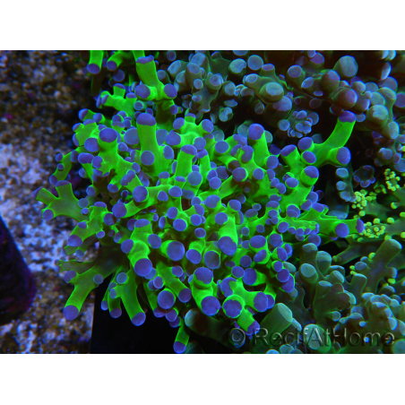 WYSIWYG Euphyllia paradivisa Green/Blue Tips (Elevage Recifathome) 23A2