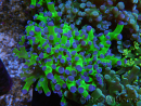 WYSIWYG Euphyllia paradivisa Green/Blue Tips (Elevage Recifathome) 23A