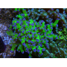 WYSIWYG Euphyllia paradivisa Green/Blue Tips (Elevage Recifathome) 23A2