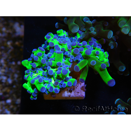 WYSIWYG Euphyllia paradivisa Green/Blue Tips (Elevage Recifathome) 23A