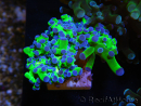WYSIWYG Euphyllia paradivisa Green/Blue Tips (Elevage Recifathome) 23A