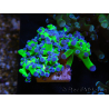 WYSIWYG Euphyllia paradivisa Green/Blue Tips (Elevage Recifathome) 23A