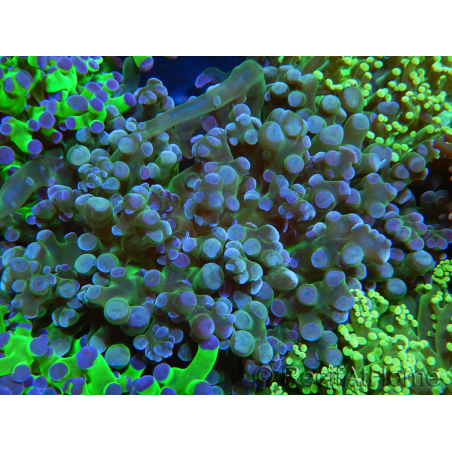 WYSIWYG Euphyllia paradivisa (Allevamento Recifathome) 10A5