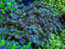 WYSIWYG Euphyllia paradivisa (Elevage Recifathome) 23A4