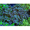 WYSIWYG Euphyllia paradivisa (Elevage Recifathome) 23A4