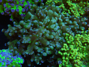 WYSIWYG Euphyllia paradivisa (Zucht Recifathome) 10A5
