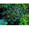 WYSIWYG Euphyllia paradivisa (Elevage Recifathome) 10A5