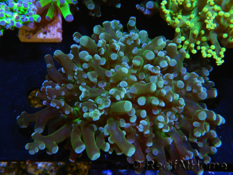 WYSIWYG Euphyllia paradivisa (Allevamento Recifathome) 10A5