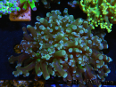 WYSIWYG Euphyllia paradivisa (Zucht Recifathome) 10A5