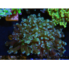 WYSIWYG Euphyllia paradivisa (Elevage Recifathome) 23A6