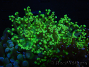 WYSIWYG Euphyllia paradivisa (Recifathome Breeding) 10A5