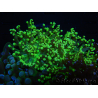 WYSIWYG Euphyllia paradivisa (Allevamento Recifathome) 10A5