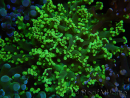 WYSIWYG Euphyllia paradivisa (Elevage Recifathome) 23B2