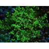 WYSIWYG Euphyllia paradivisa (Elevage Recifathome) 23B2