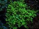 WYSIWYG Euphyllia paradivisa (Elevage Recifathome) 23B3