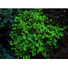 WYSIWYG Euphyllia paradivisa (Elevage Recifathome) 10A5