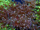 WYSIWYG Euphyllia paradivisa (Elevage Recifathome) 10A5