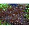 WYSIWYG Euphyllia paradivisa (Elevage Recifathome) 10A5