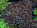 WYSIWYG Euphyllia paradivisa (Cría Recifathome) 10A5
