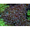 WYSIWYG Euphyllia paradivisa (Elevage Recifathome) 10A5
