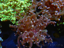 WYSIWYG Euphyllia paradivisa (Elevage Recifathome) 10A5