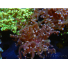 WYSIWYG Euphyllia paradivisa (Recifathome Breeding) 10A5