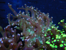 WYSIWYG Euphyllia paradivisa (Elevage Recifathome) 23C1
