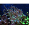 WYSIWYG Euphyllia paradivisa (Allevamento Recifathome) 10A5