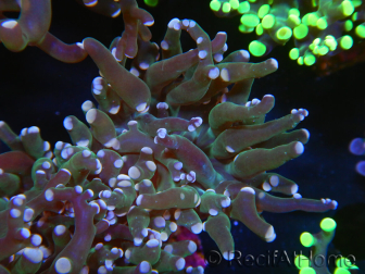 WYSIWYG Euphyllia paradivisa (Elevage Recifathome) 23C2