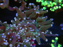 WYSIWYG Euphyllia paradivisa (Elevage Recifathome) 10A5