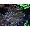 WYSIWYG Euphyllia paradivisa (Cría Recifathome) 10A5