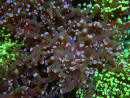 WYSIWYG Euphyllia paradivisa (Cría Recifathome) 10A5