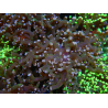 WYSIWYG Euphyllia paradivisa (Allevamento Recifathome) 10A5