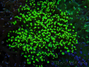 WYSIWYG Euphyllia paradivisa (Elevage Recifathome) 23C4