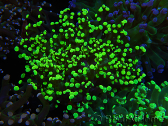 WYSIWYG Euphyllia paradivisa (Allevamento Recifathome) 10A5