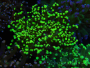 WYSIWYG Euphyllia paradivisa (Elevage Recifathome) 23C5