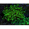 WYSIWYG Euphyllia paradivisa (Elevage Recifathome) 23C5