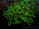 WYSIWYG Euphyllia paradivisa (Elevage Recifathome) 10A5