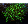 WYSIWYG Euphyllia paradivisa (Allevamento Recifathome) 10A5