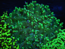 WYSIWYG Euphyllia paradivisa (Elevage Recifathome) 10A5