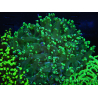 WYSIWYG Euphyllia paradivisa (Zucht Recifathome) 10A5