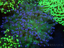 WYSIWYG Euphyllia paradivisa (Elevage Recifathome) 23D2