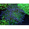 WYSIWYG Euphyllia paradivisa (Elevage Recifathome) 10A5