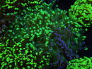 WYSIWYG Euphyllia paradivisa (Elevage Recifathome) 23D3