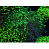 WYSIWYG Euphyllia paradivisa (Cría Recifathome) 10A5