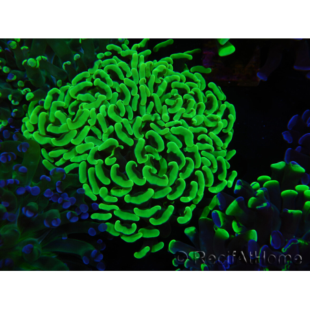 WYSIWYG Euphyllia paraancora (Elevage Recifathome) 10A5