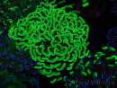 WYSIWYG Euphyllia paraancora (Recifathome Breeding) 10A5