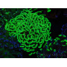 WYSIWYG Euphyllia paraancora (Elevage Recifathome) 23D4