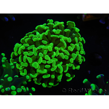 WYSIWYG Euphyllia paraancora (Elevage Recifathome) 10A5
